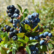 Woodland Berry Seeds, Woodland Berry Plants
