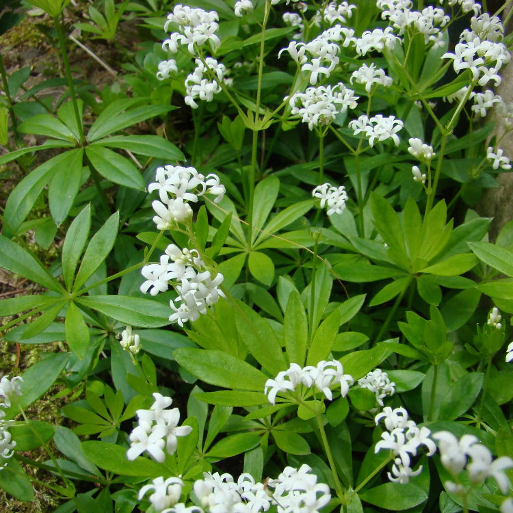 Woodland Garden Herbs Seeds - Herbal Plant