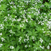 Woodland Garden Herbs Seeds - Herbal Plant