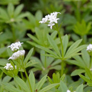 Woodland Garden Herbs Seeds - Herbal Plant