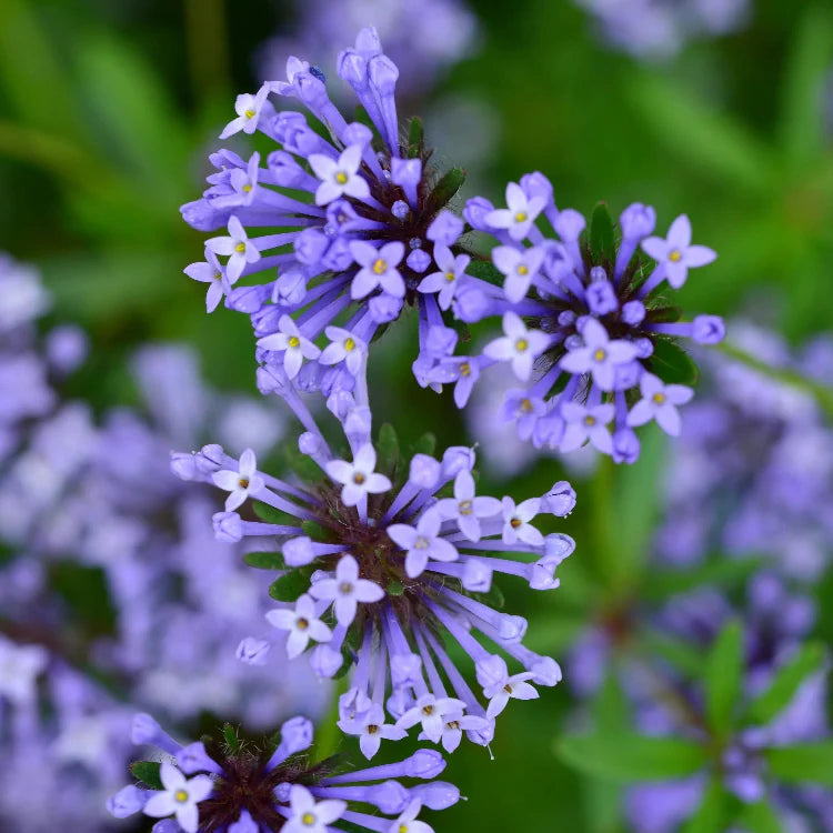 Blue Surprise Woodruff Seeds, Herbal