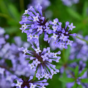 Blue Surprise Woodruff Seeds, Herbal