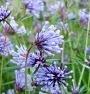 Blue Surprise Woodruff Seeds, Herbal