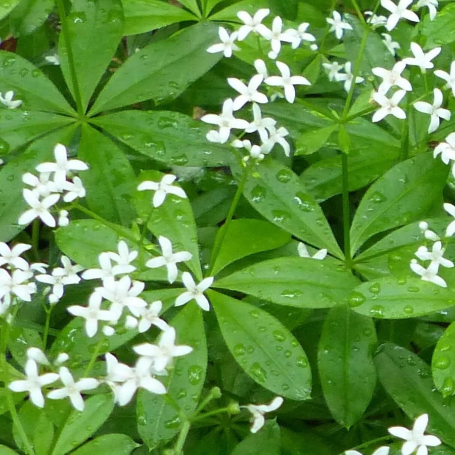 Sweet Woodruff Seeds