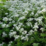 Sweet Woodruff Seeds