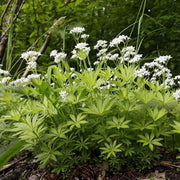 Sweet Woodruff Seeds