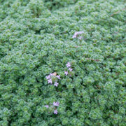 Woolly Seeds, Thymus pseudolanuginosus