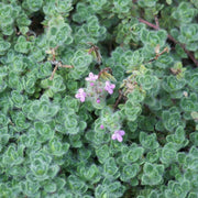 Woolly Seeds, Thymus pseudolanuginosus