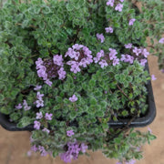 Woolly Seeds, Thymus pseudolanuginosus