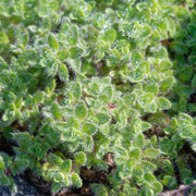 Woolly Seeds, Thymus pseudolanuginosus