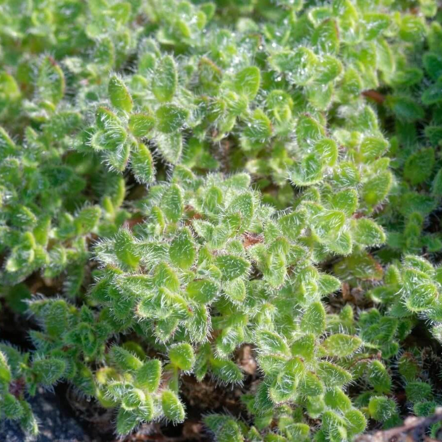 Woolly Seeds, Thymus pseudolanuginosus