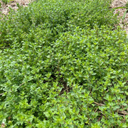 Woolly Thyme Seeds
