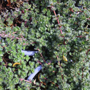 Woolly Thyme Seeds