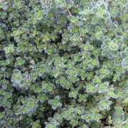 Woolly Thyme Seeds