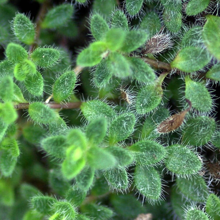 Woolly Thyme Seeds