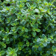 Woolly Thyme Seeds