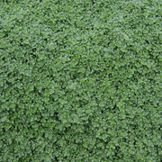 Woolly Thyme Seeds