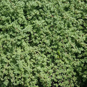 Woolly Seeds, Thymus pseudolanuginosus