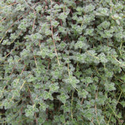 Woolly Seeds, Thymus pseudolanuginosus