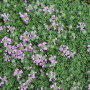 Woolly Seeds, Thymus pseudolanuginosus