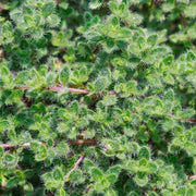 Woolly Seeds, Thymus pseudolanuginosus