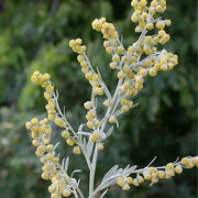 Absinthe Wormwood Seeds, Herbal