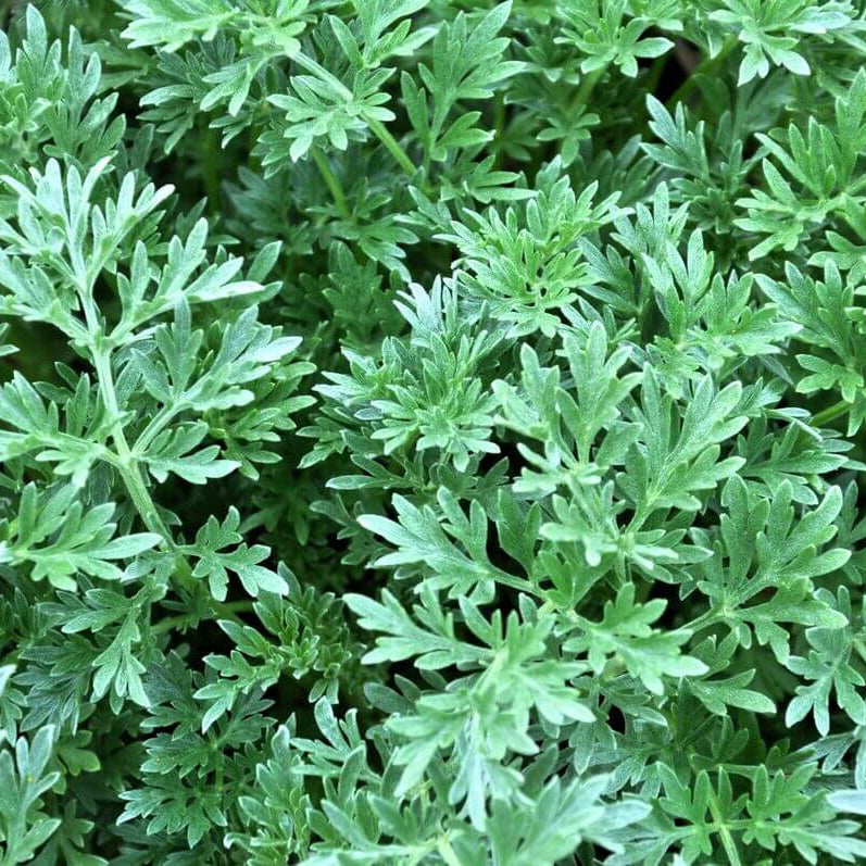 Absinthe Green Ginger Wormwood Seeds, Herbal