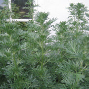 Absinthe Green Ginger Wormwood Seeds, Herbal