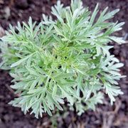 Absinthe Wormwood Seeds, Herbal