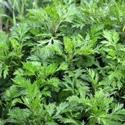 Artemisia Absinthium Wormwood Seeds, Herbal