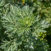 Artemisia Absinthium Wormwood Seeds, Herbal