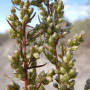 Beach Silvermound Wormwood Seeds, Herbal