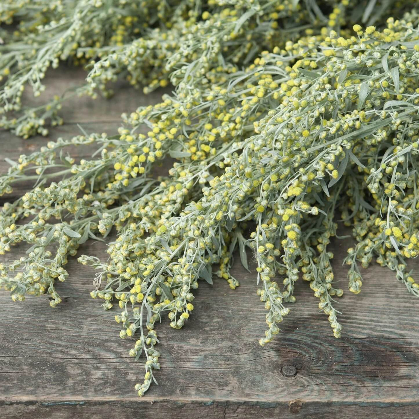 Absinthe Wormwood Seeds, Herbal