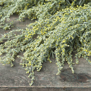 Absinthe Wormwood Seeds, Herbal