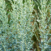 Absinthe Green Ginger Wormwood Seeds, Herbal