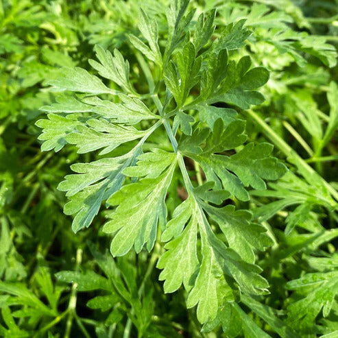 Artemisia Absinthium Wormwood Seeds, Herbal