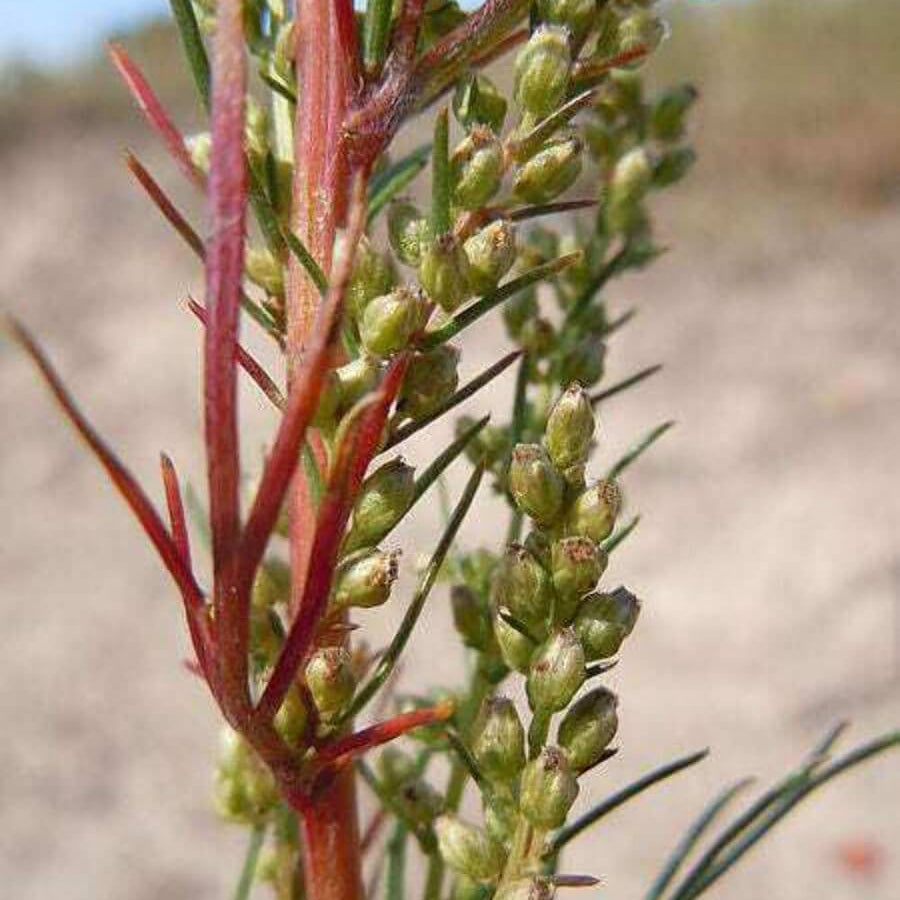 Beach Silvermound Wormwood Seeds, Herbal