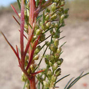 Beach Silvermound Wormwood Seeds, Herbal