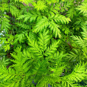 Sweet Annie Wormwood Seeds, Herbal