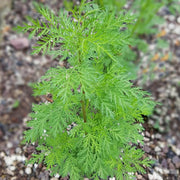 Sweet Annie Wormwood Seeds, Herbal