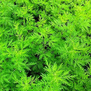 Sweet Annie Wormwood Seeds, Herbal