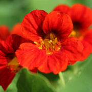 Red Nasturtium Seeds