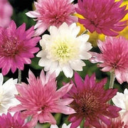 Mixed Xeranthemum Seeds