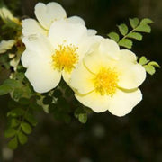 Wildflower Mix Xanthina Rose Seeds