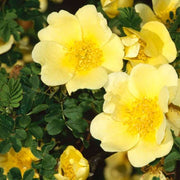 Wildflower Mix Xanthina Rose Seeds
