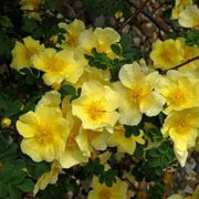 Wildflower Mix Xanthina Rose Seeds