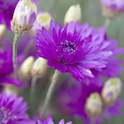 Annuum Xeranthemum Seeds
