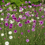 Annuum Xeranthemum Seeds