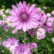 Immortal Xeranthemum Seeds