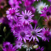 Immortal Xeranthemum Seeds
